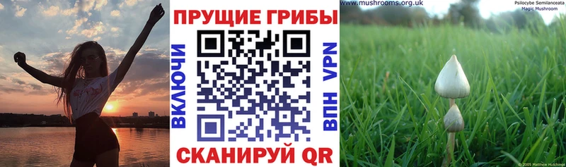 Галлюциногенные грибы прущие грибы Тайшет